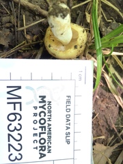 Russula amerorecondita