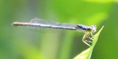 Ischnura