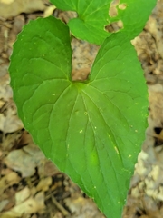Viola sororia