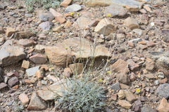 Hymenopappus filifolius lugens