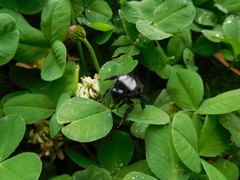 Bombus funebris