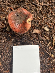 Russula paludosa