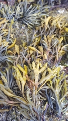Pelvetia canaliculata