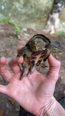 Sternotherus