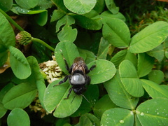 Bombus funebris