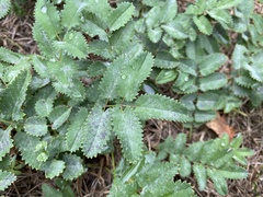 Podosphaera ferruginea