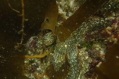 Evasterias troschelii