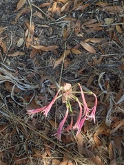 Amaryllis belladonna