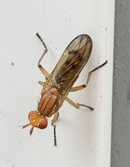 Tetanocera