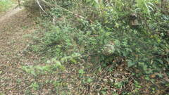 Urtica galeopsifolia