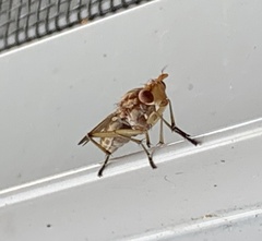 Tetanocera
