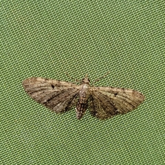 Eupithecia miserulata