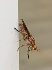 Tetanocera