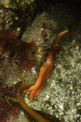 Henricia