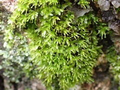 Calymperaceae