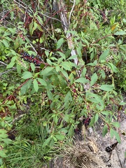 Phytolacca americana