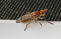 Tetanocera