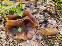Peziza