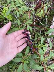 Phytolacca americana