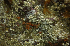 Metandrocarpa taylori