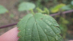 Urtica galeopsifolia