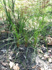 Xanthorrhoea macronema