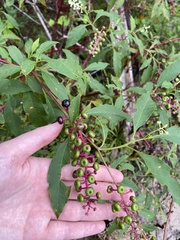 Phytolacca americana