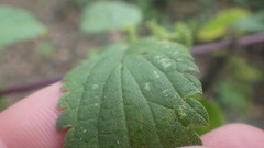 Urtica galeopsifolia