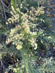 Acacia fimbriata