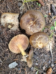 Entoloma