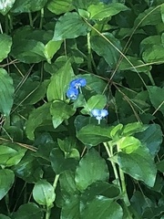 Commelina benghalensis