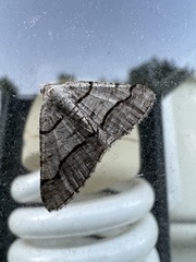 Digrammia continuata