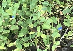 Commelina benghalensis