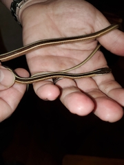 Thamnophis saurita saurita