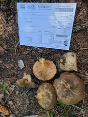 Entoloma