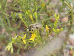 Anthophila
