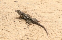 Sceloporus occidentalis longipes