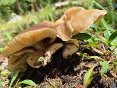 Lyophyllum