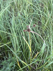 Scirpus atrovirens