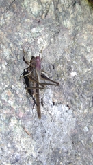 Platycleis intermedia