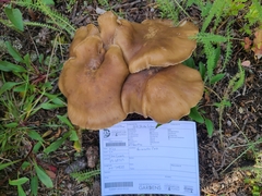 Lyophyllum