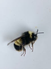 Bombus terricola
