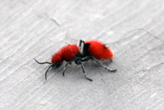 Dasymutilla erythrina