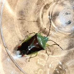 Elasmostethus interstinctus