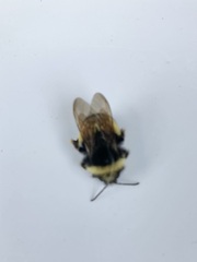Bombus terricola