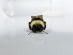 Bombus terricola