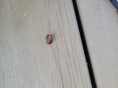 Phyllophaga