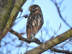 Athene noctua