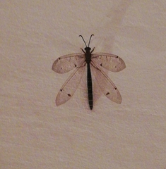 Distoleon tetragrammicus