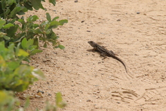 Sceloporus occidentalis longipes